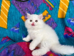 Pisicuță Scottish Straight Longhair, mic fulg de nea, deține Pedigree - imagine 3