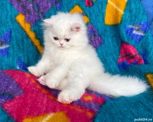 Pisicuță Scottish Straight Longhair, mic fulg de nea, deține Pedigree - imagine 2