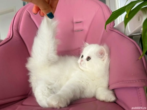 Pisicuță Scottish Straight Longhair, mic fulg de nea, deține Pedigree - imagine 2