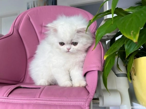 Pisicuță Scottish Straight Longhair, mic fulg de nea, deține Pedigree - imagine 3