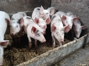 Grăsuni de vânzare pic cu pietrean  - imagine 2