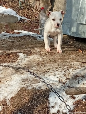 Puișor Amstaff își caută căsuța nouă  - imagine 2