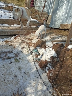 Puișor Amstaff își caută căsuța nouă 