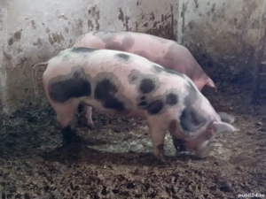 Tineret in jur de 70kg