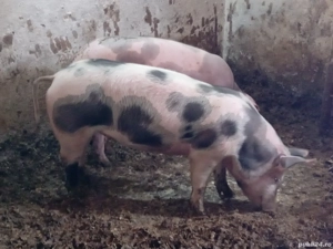 Tineret in jur de 70kg - imagine 2