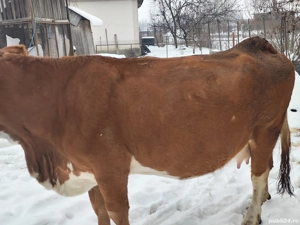 Vaci de vânzare ... - imagine 3