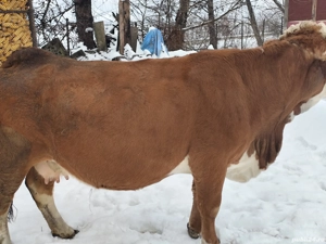 Vaci de vânzare ...