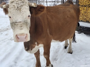 Vaci de vânzare ... - imagine 2