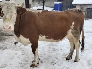 Vaci de vânzare ... - imagine 4