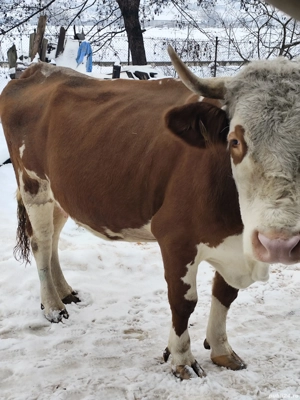 Vaci de vânzare ... - imagine 5