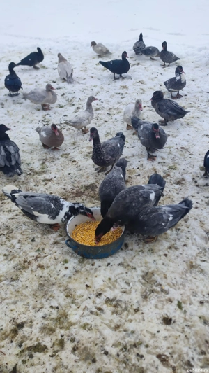 Rate mute  - imagine 4