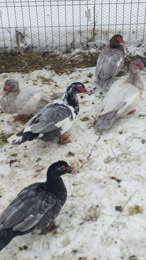 Rate mute  - imagine 2