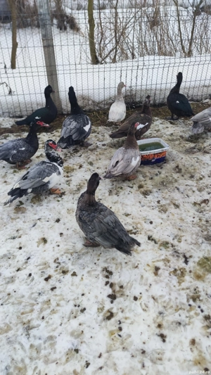 Rate mute  - imagine 5