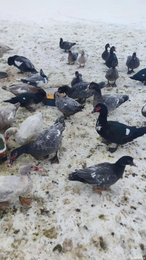 Rate mute  - imagine 3