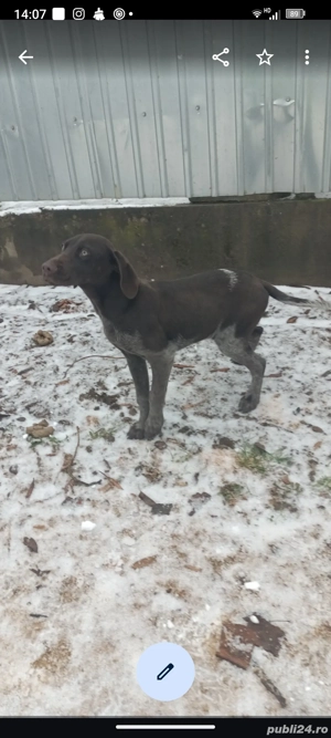 Pui brac german - imagine 5