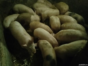 Vând grăsuni  - imagine 3