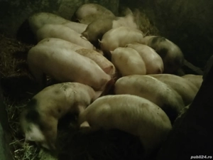 Vând grăsuni  - imagine 2