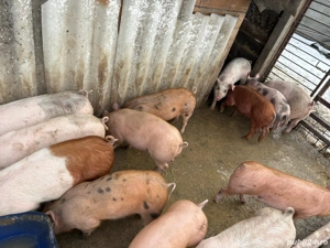 Grasuni de vânzare  - imagine 4