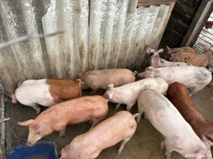 Grasuni de vânzare  - imagine 2