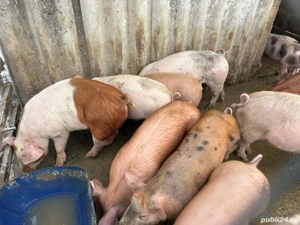 Grasuni de vânzare  - imagine 3