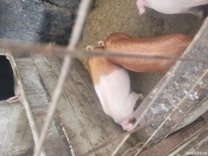 Grasuni de vânzare  - imagine 5