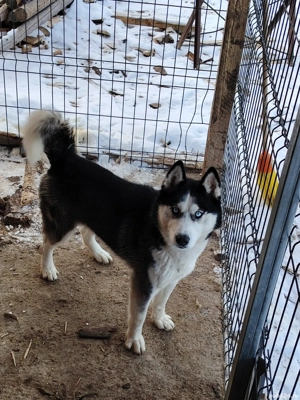 Husky ochii albaștri 