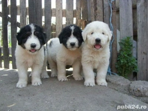 Ciobanesc de Bucovina  - imagine 3