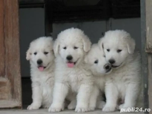 Ciobanesc de Bucovina 