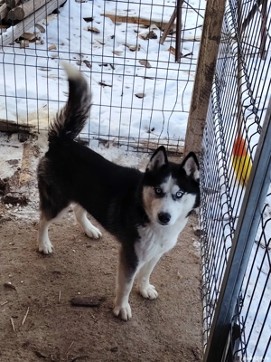 Husky ochii albaștri  - imagine 2