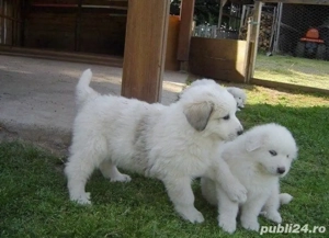 Ciobanesc de Bucovina  - imagine 2