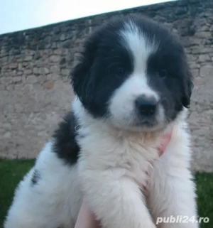 Ciobanesc de Bucovina 