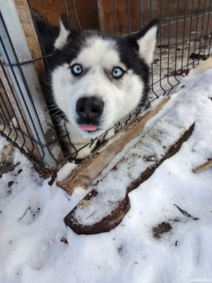 Husky ochii albaștri  - imagine 3