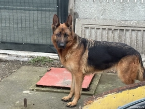  Femela Ciobănesc german,vârsta 3 ani