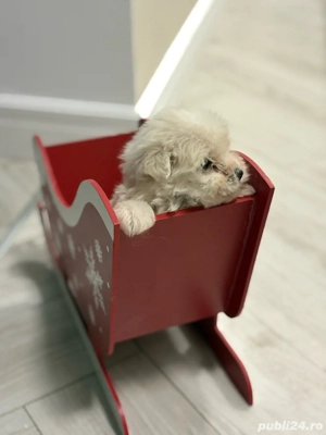 Bichon Maltez Fetita  - imagine 5