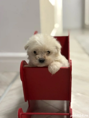 Bichon Maltez Fetita  - imagine 2
