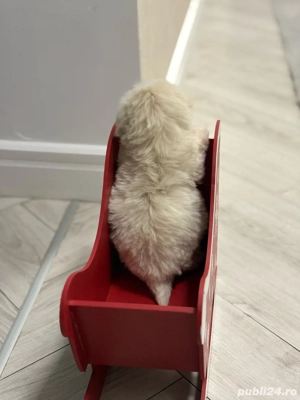 Bichon Maltez Fetita  - imagine 4