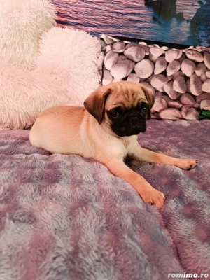 Vând pug mops 3 luni  - imagine 2