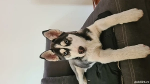 Siberian Husky pui