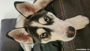 Siberian Husky pui - imagine 6