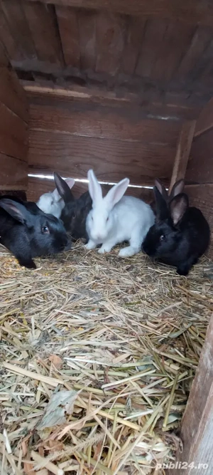 Iepure  disponibile  - imagine 2