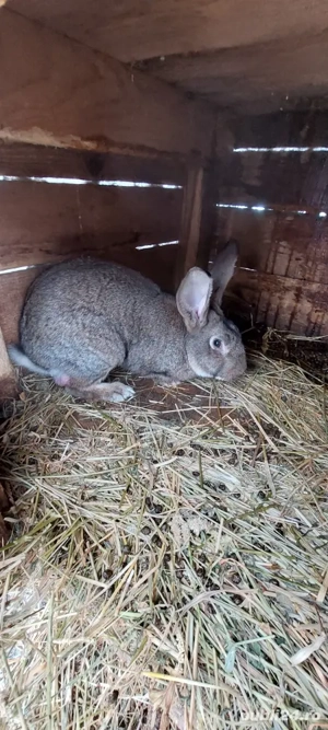 Iepure  disponibile  - imagine 3