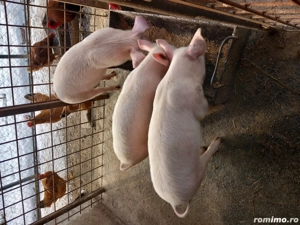 Ultimi 3 disponibili! - imagine 3