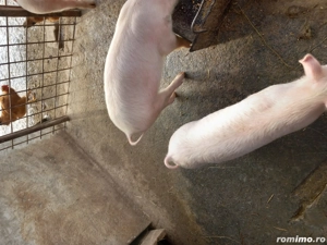 Ultimi 3 disponibili! - imagine 5