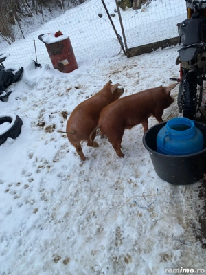 De vânzare 2 soldani - imagine 2