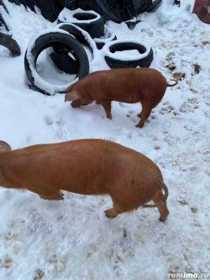 De vânzare 2 soldani