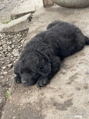 Pui ciobanesc corb  - imagine 4