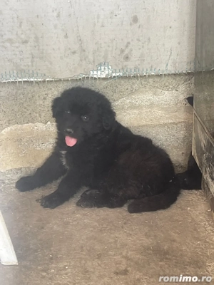 Pui ciobanesc corb  - imagine 3