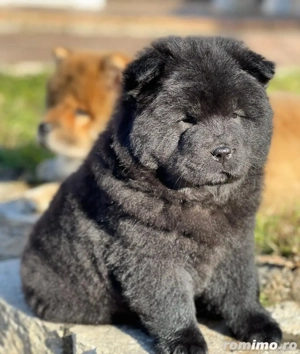 Chow Chow 