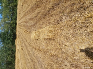 Vând baloți de paie  - imagine 3