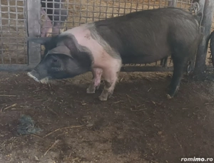 Disponibile 2 scrofite metis bazna 